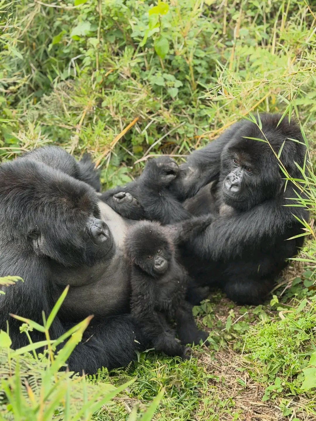 Complete Guide to Gorilla Trekking in Rwanda 2025