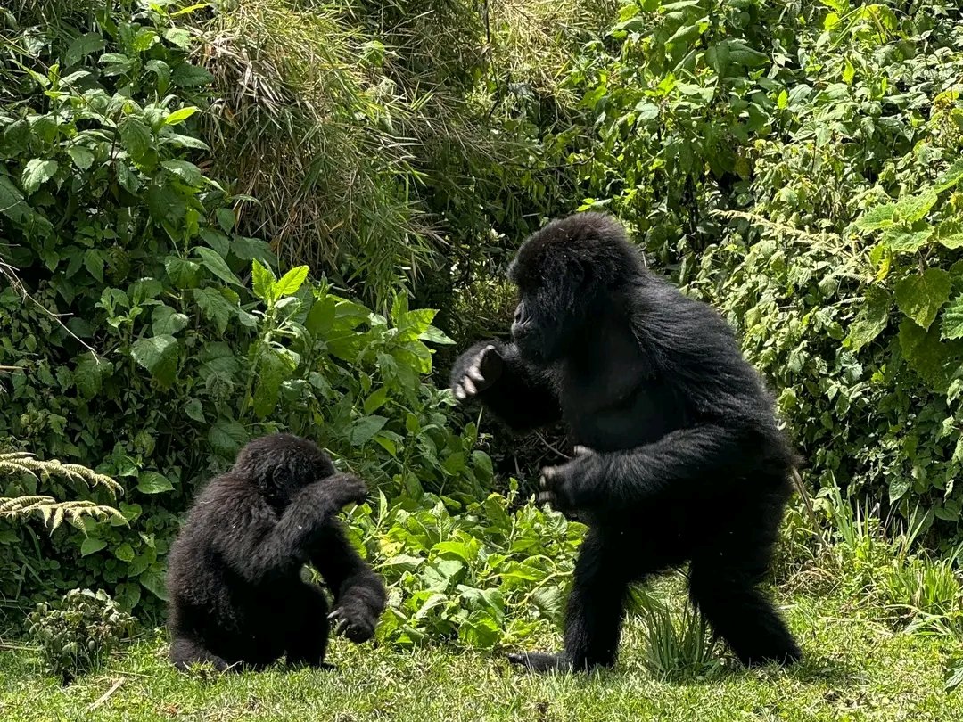 Conservation Success: Rwanda's Mountain Gorilla Population Grows