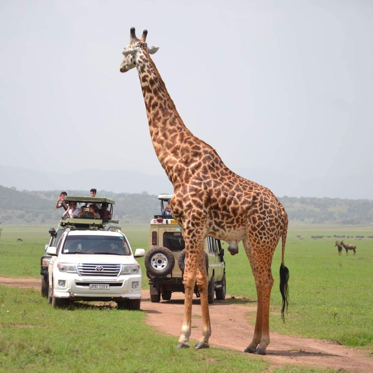 Akagera National Park