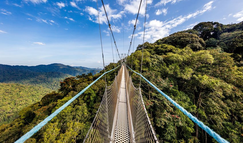 Nyungwe Forest