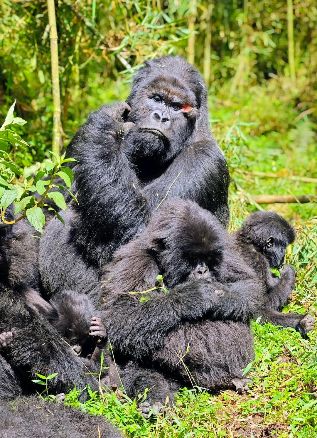 Mgahinga national park
