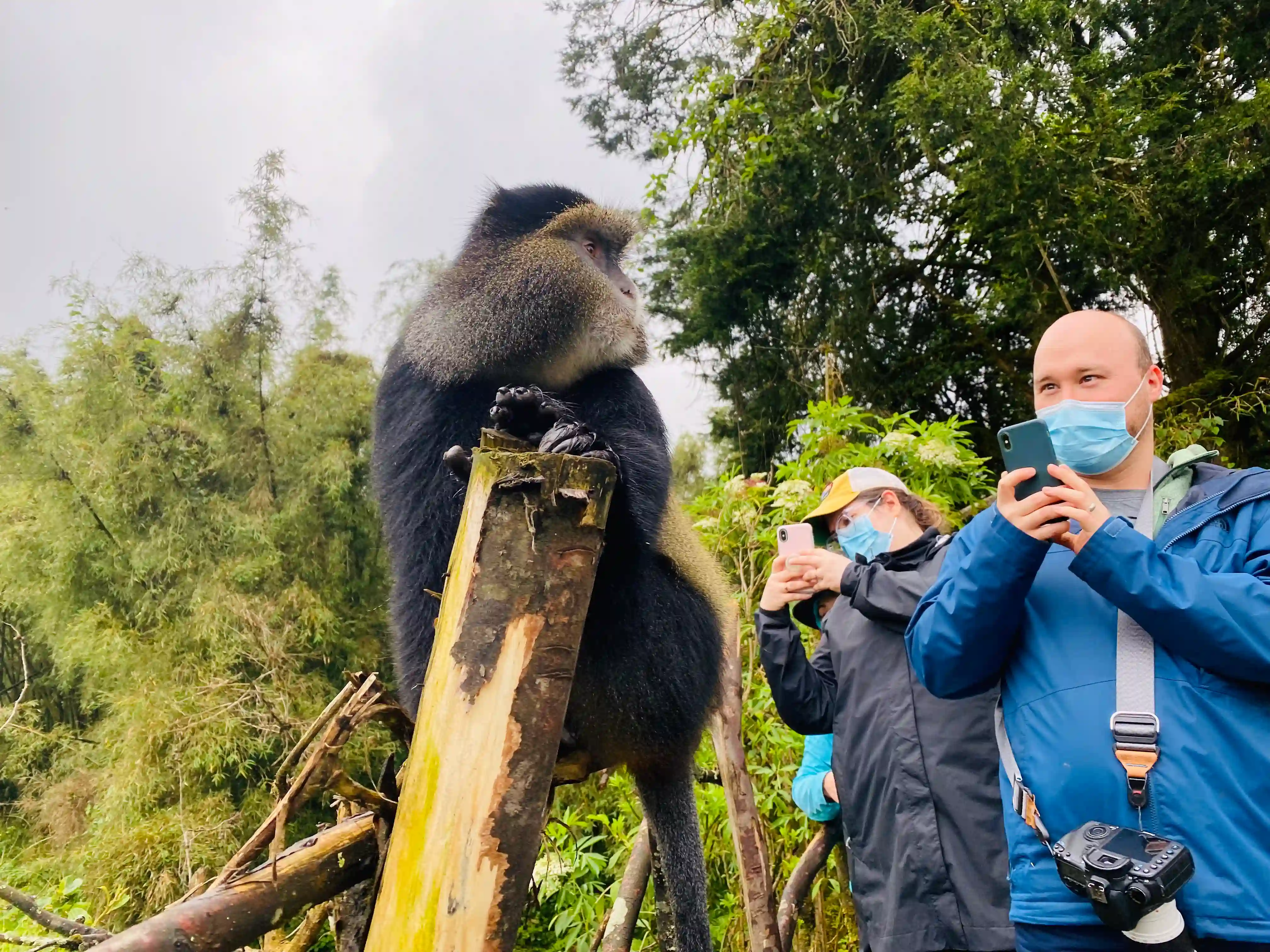 Golden monkey trekking