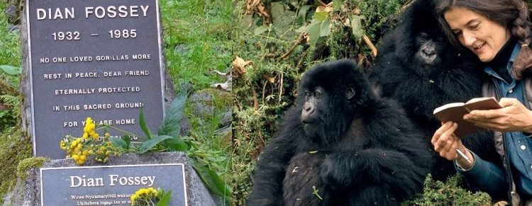 Golden monkey trekking