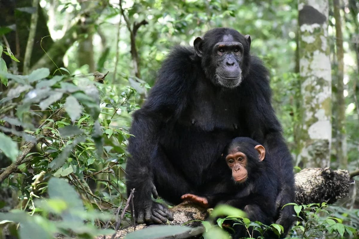 2-Day Nyungwe Chimpanzee Trekking Safari
