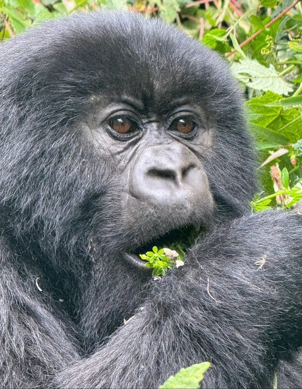 6-Day Rwanda Gorilla & Lake Kivu Safari