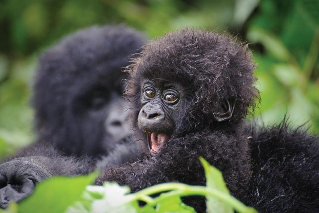 3-Day Rwanda & Uganda Primates Wildlife Experience