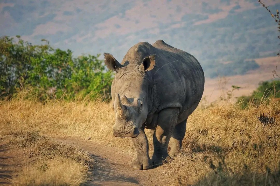 2-Day Akagera National Park Safari