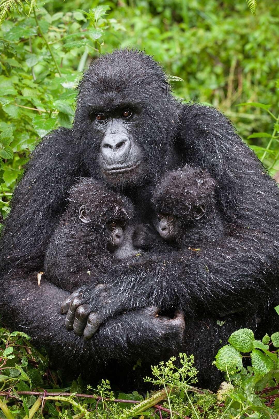 5-Day double gorillas Trekking in Bwindi impenetrable national park uganda