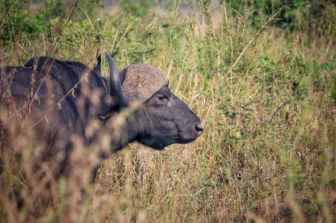5-Day Queen Elizabeth Safari