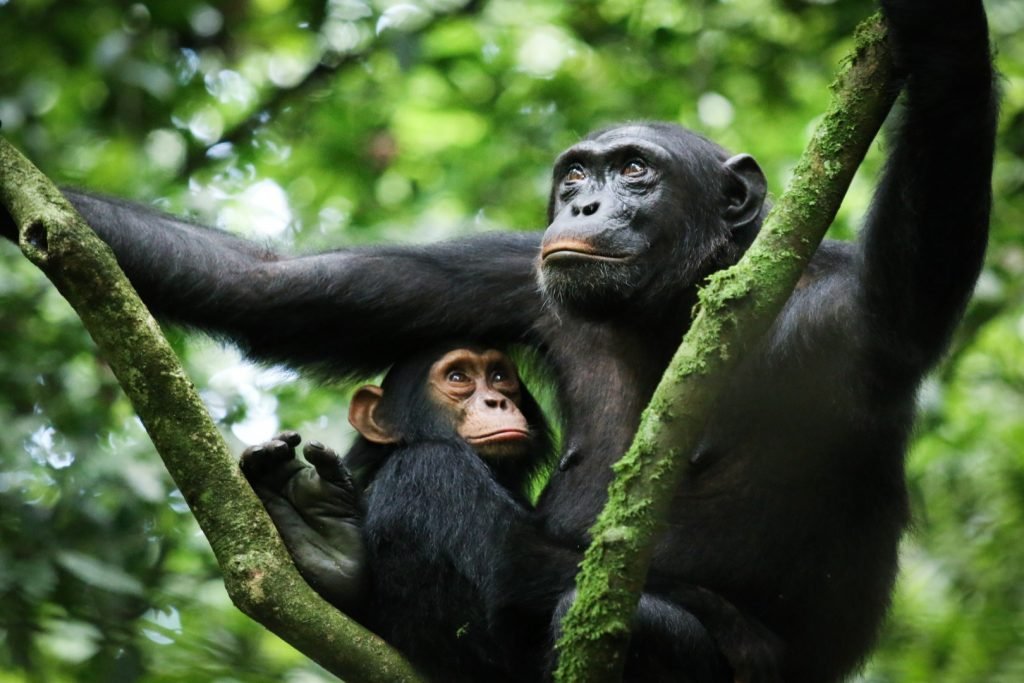 3-Day Kibale Chimpanzee Tracking