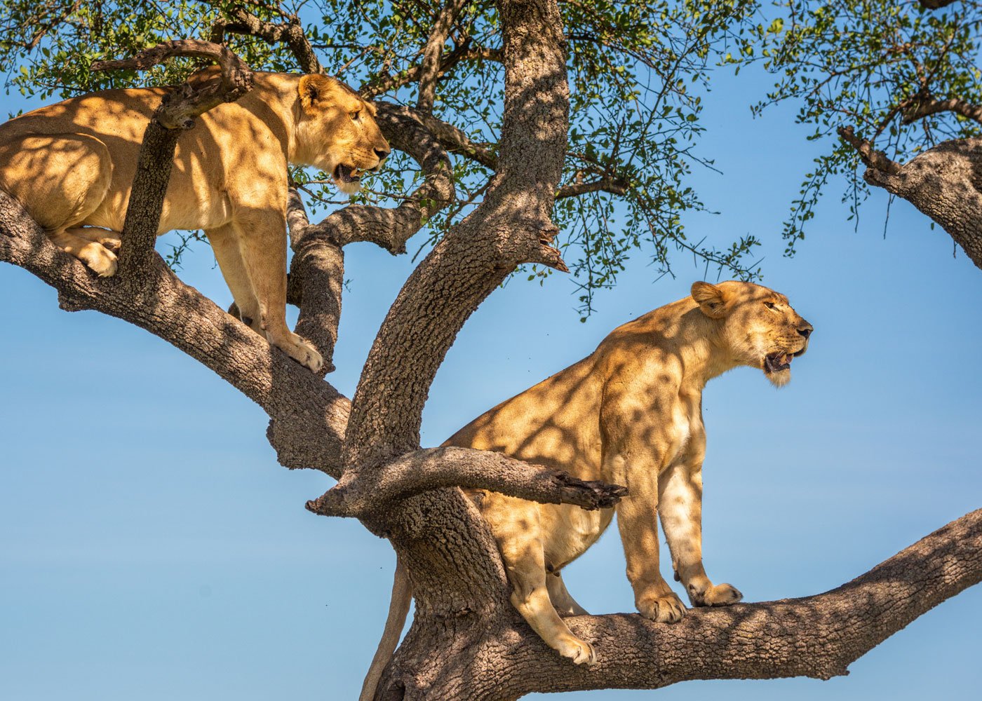 8-Day Uganda Primates & Wildlife Experience