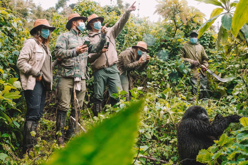 5-Day Gorillas, Chimpanzees & Queen Elizabeth Safari