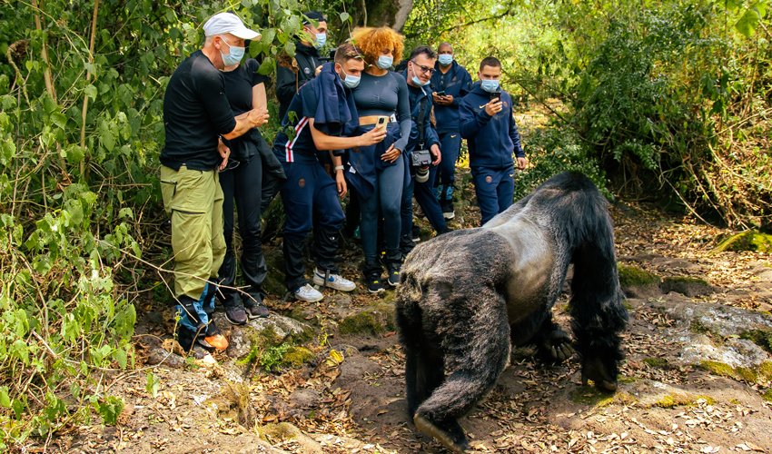 2-Day Gorilla Trekking in Rwanda