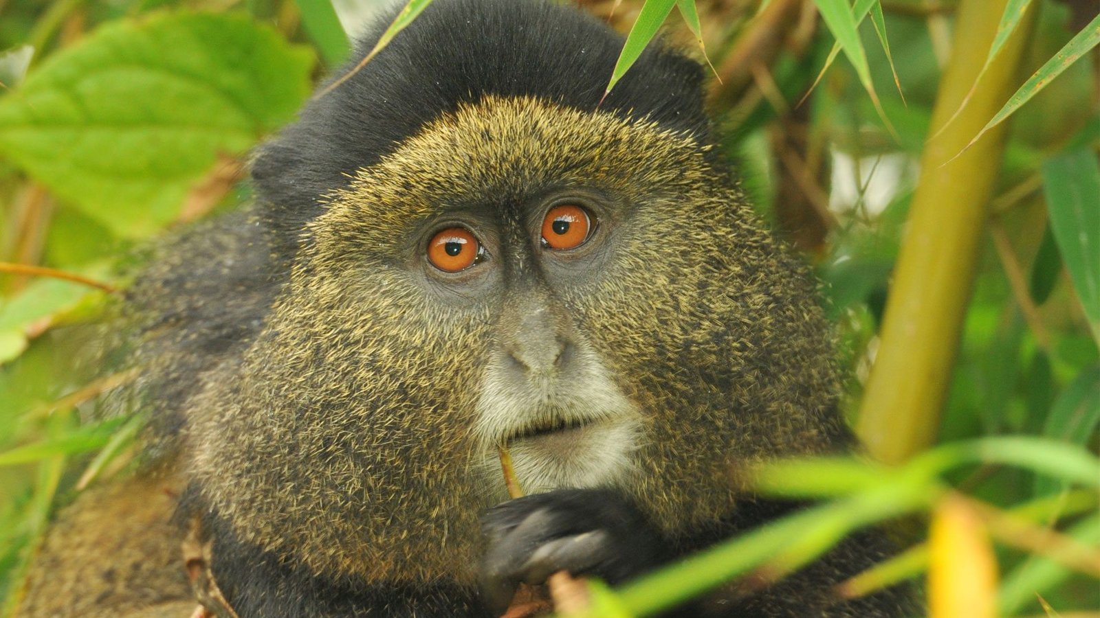 3-Day Primates Tracking in Rwanda