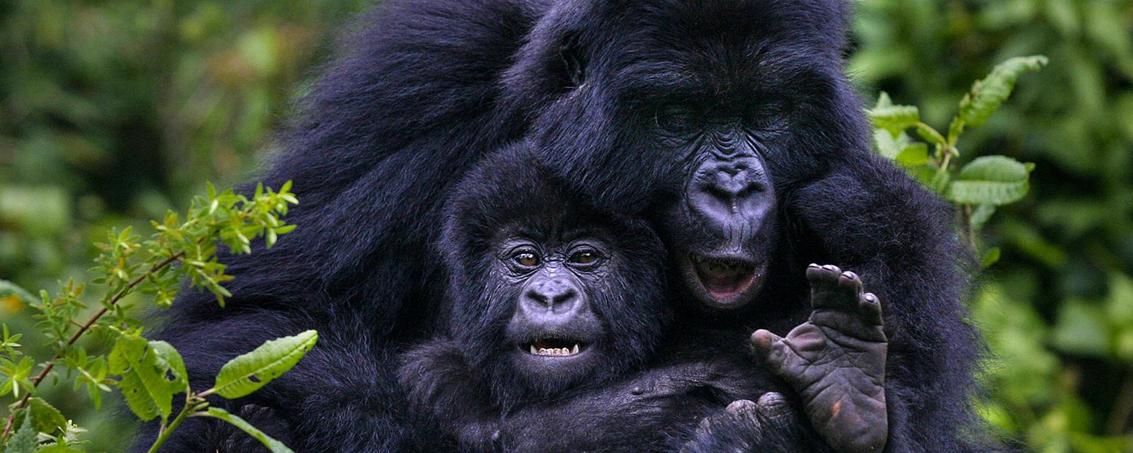 4-Day Habituated Gorilla Trekking Safari
