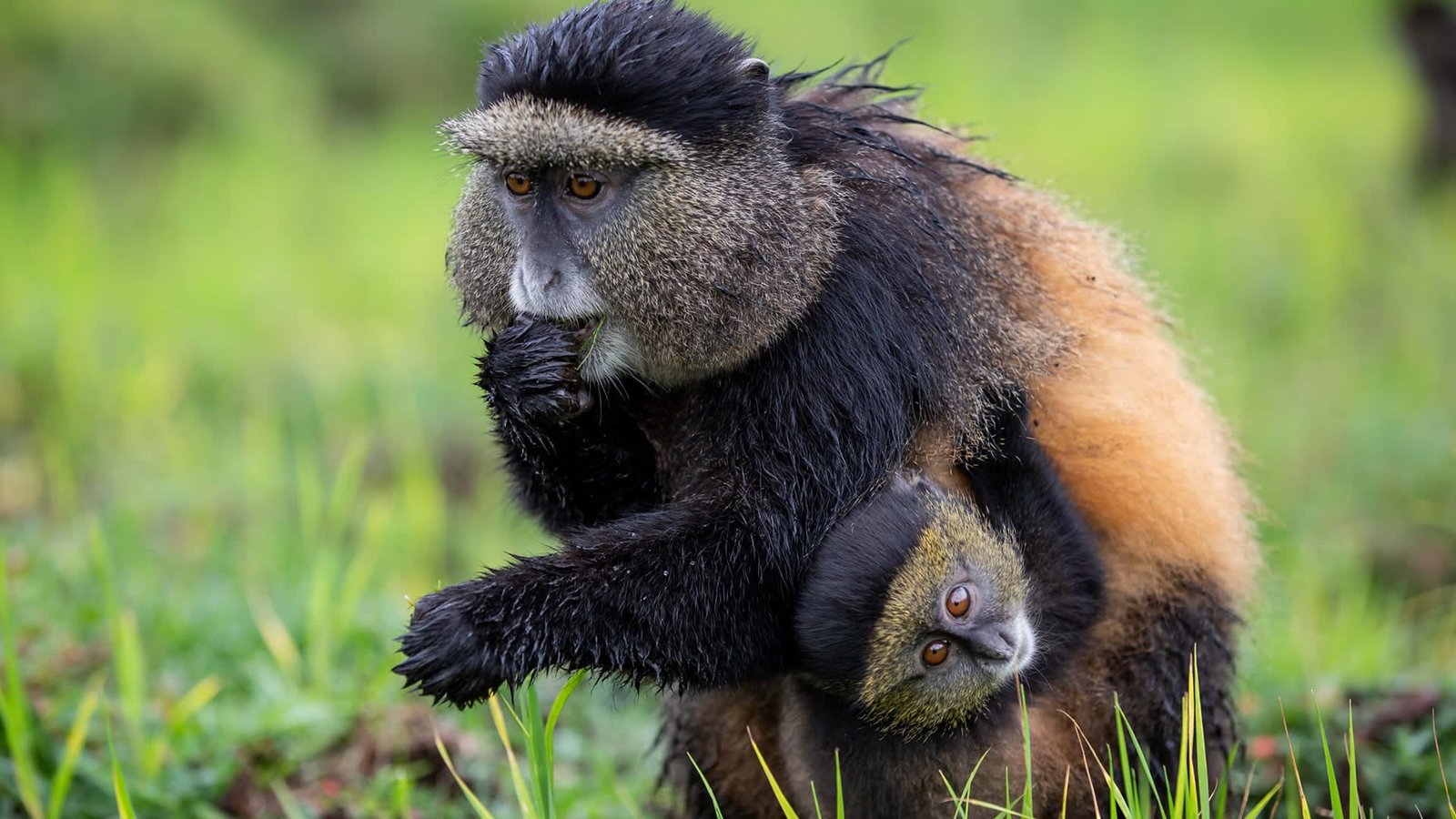 1-Day _Golden monkey trekking in volcano national park