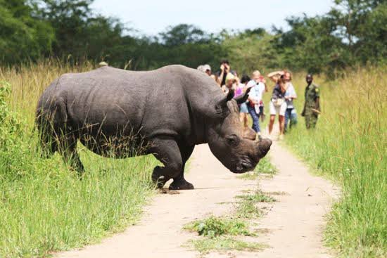 12-Day Exclusive Uganda Wildlife Safari
