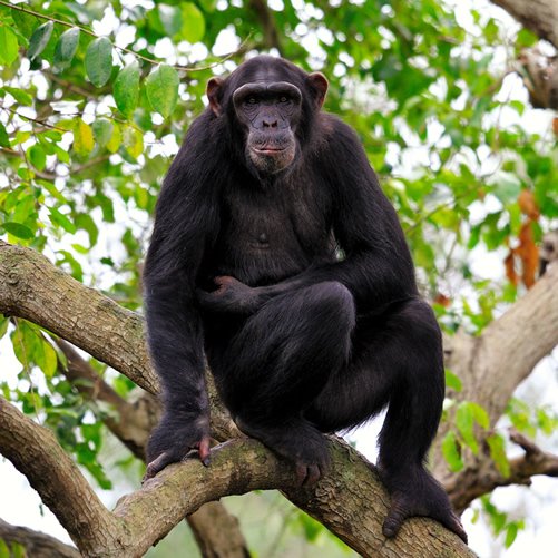 10-Day Uganda Primates Wildlife Experience Safari