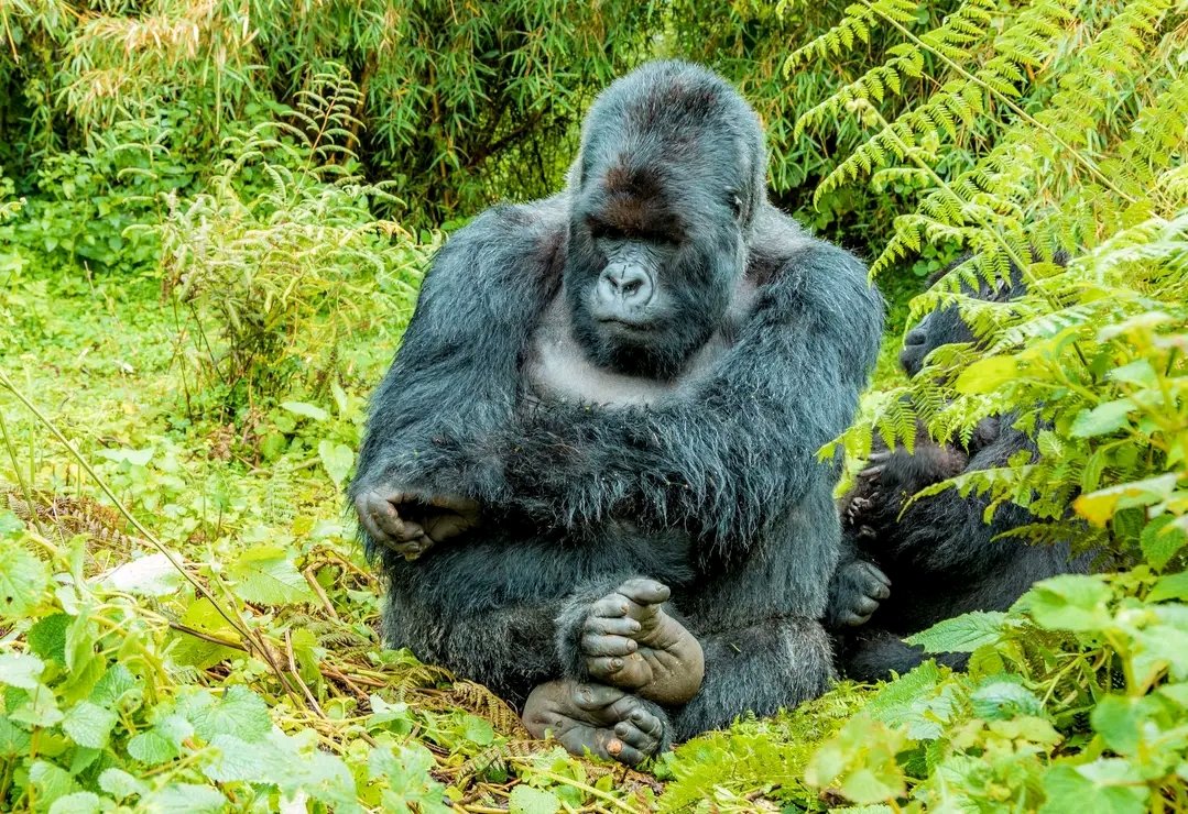 SHORT AFFORDABLE GORILLA TREKKING IN UGANDA
