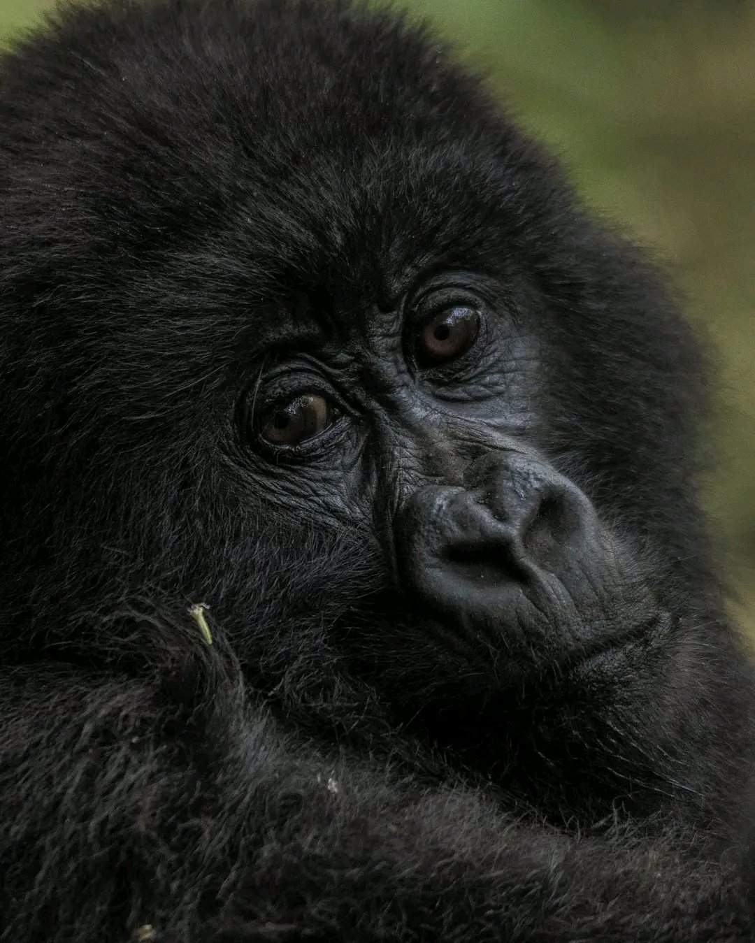 Our 3-Day Experience with Virunga Trail Safaris 🇷🇼🦍  Our three-day adventure with Virunga Trail Safaris was truly unforgettable. From the moment we started our journey, everything was well organized, professional, and comfortable.  Our highlight was visit